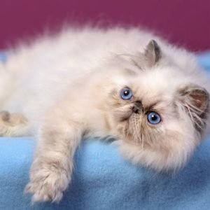 Your Guide to Persian Cat Colors | Persian Cat Corner