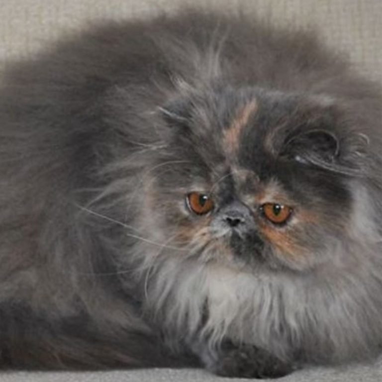 Your Guide to Persian Cat Colors Persian Cat Corner