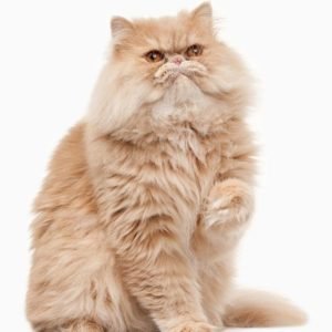 Your Guide to Persian Cat Colors | Persian Cat Corner