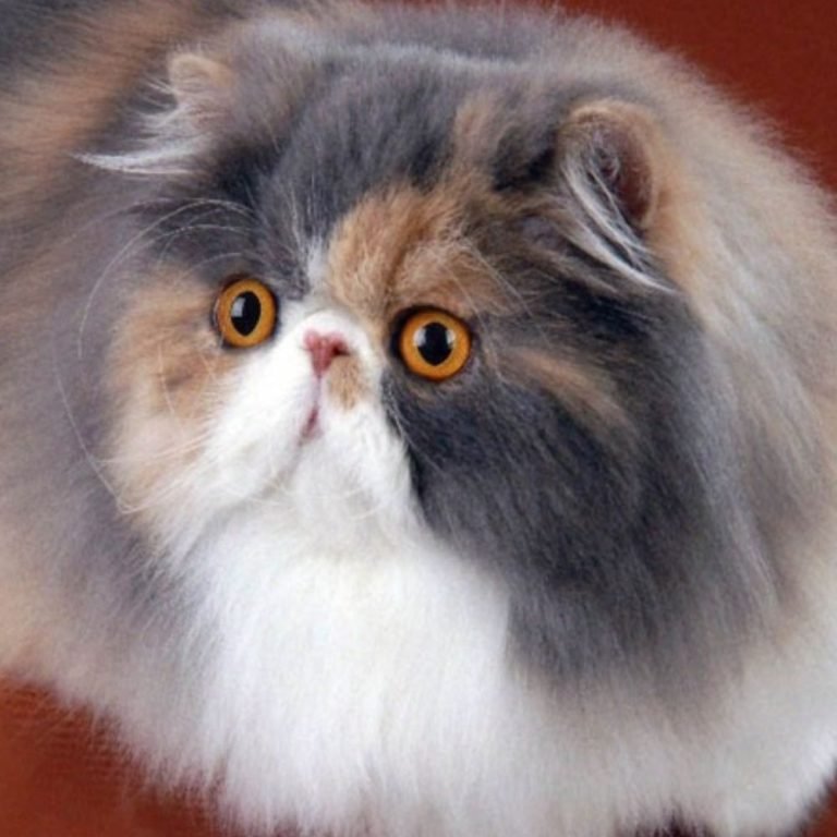 Your Guide to Persian Cat Colors | Persian Cat Corner