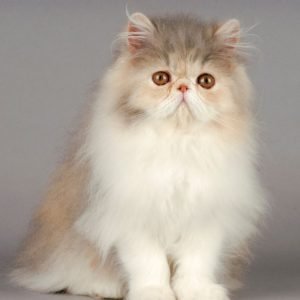 How Much Does A Persian Cat Cost? (2023 Price Guide)