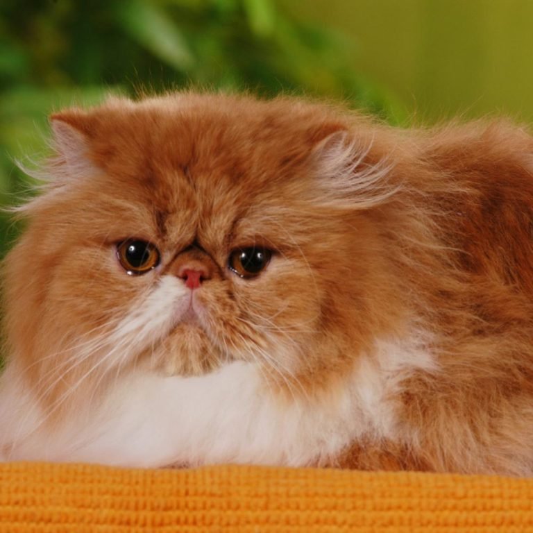 Your Guide to Persian Cat Colors Persian Cat Corner