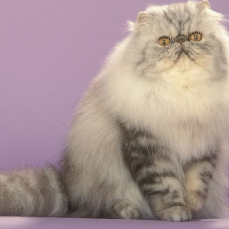 Your Guide to Persian Cat Colors | Persian Cat Corner