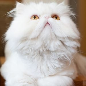 Your Guide To Persian Cat Colors | Persian Cat Corner