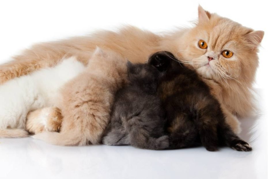 Persian-mom-with-kittens-1