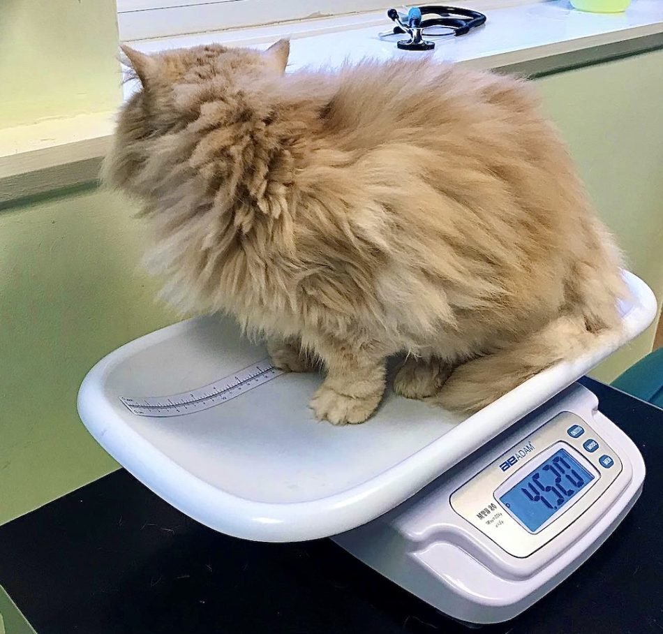 average-persian-cat-weight-by-age-persian-cat-corner