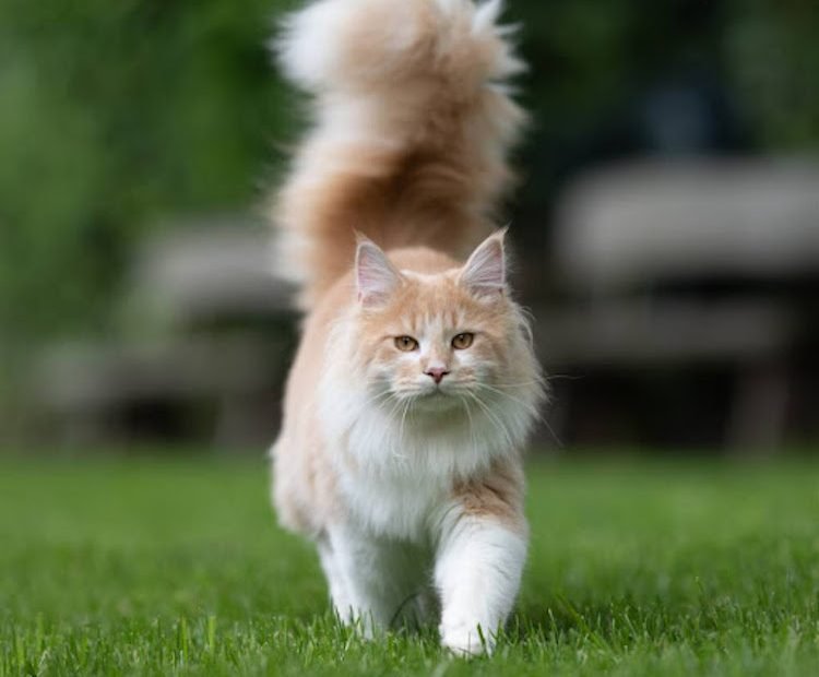 Persian-cat-tail