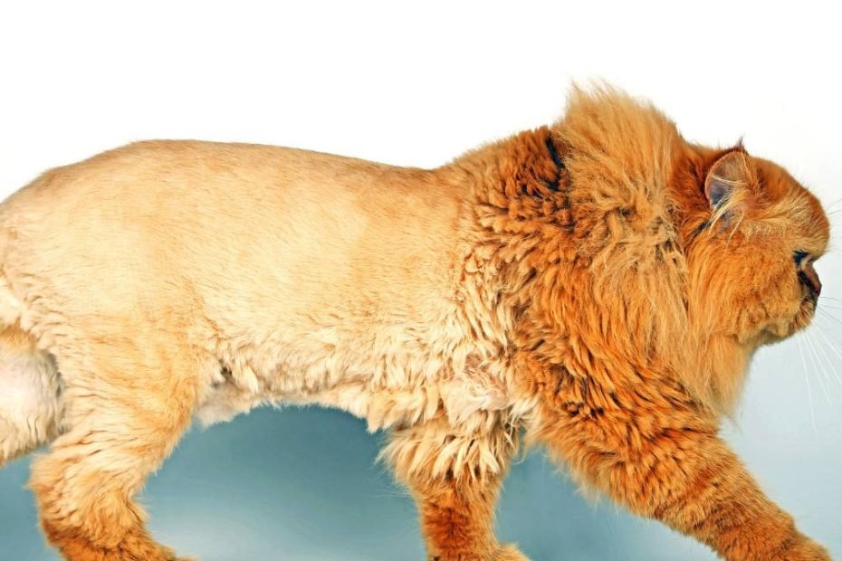 Orange-Lioncut-Persian-cat