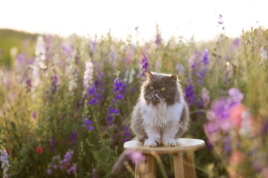 Persian-cat-in-field