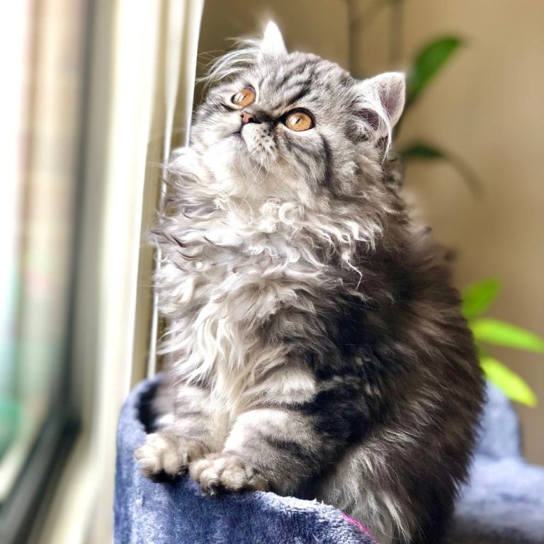 Teacup Persian Cat Facts Persian Cat Corner