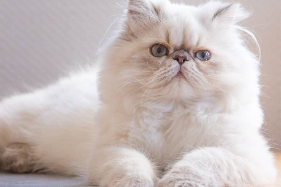 Silver-Persian-Cat