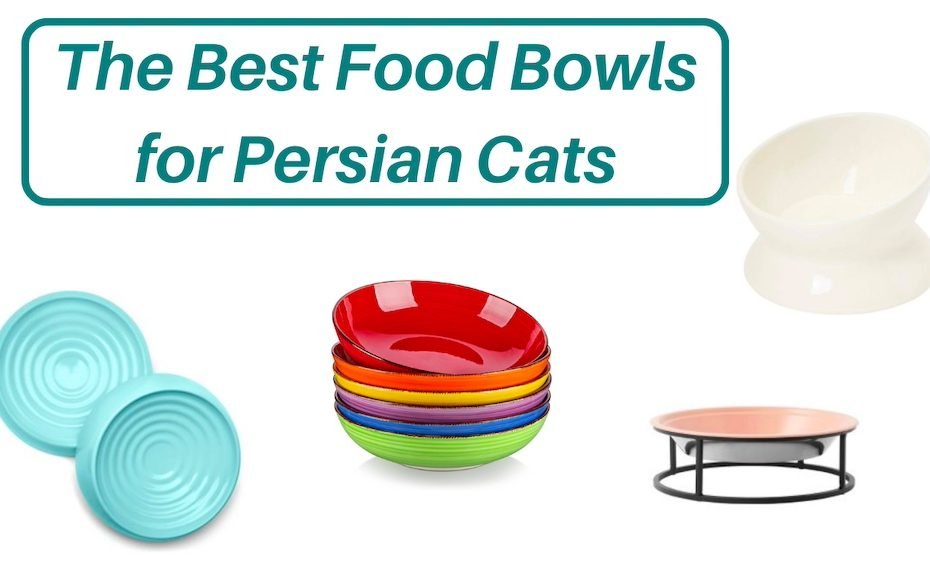 Best food bowls for Persian cats