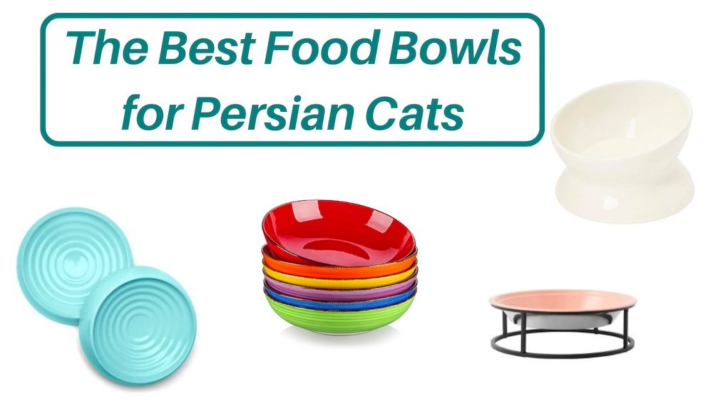 Best food bowls for Persian cats