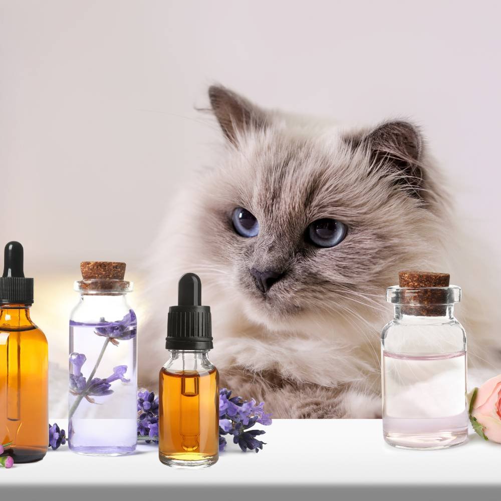 Cat-with-essential-oils