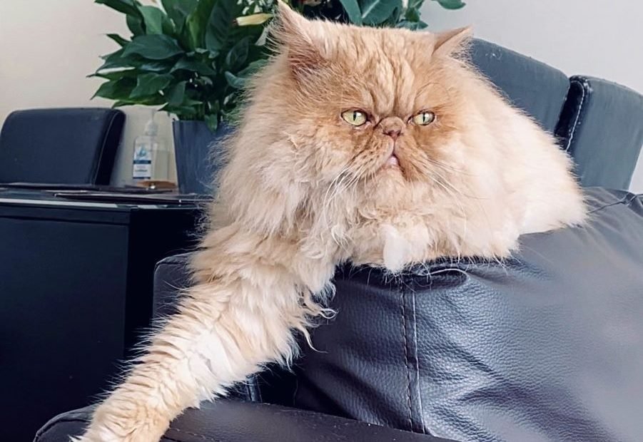 Milo-cream-Persian-cat