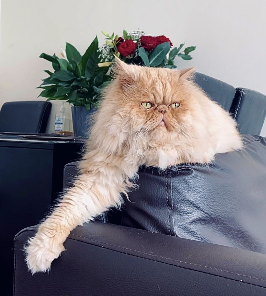 Milo-cream-Persian-cat